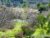 15η γιορτή ανθισμένης αμυγδαλιάς 16/2/2020