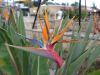 DSC_0106.jpg